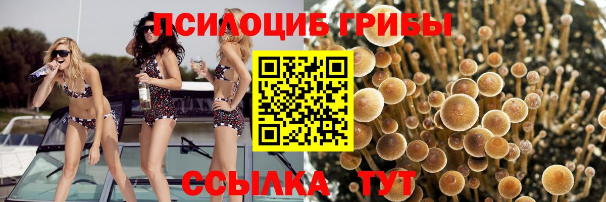 Егорьевск  Псилоцибиновые грибы мицелий  Вход с VPN 